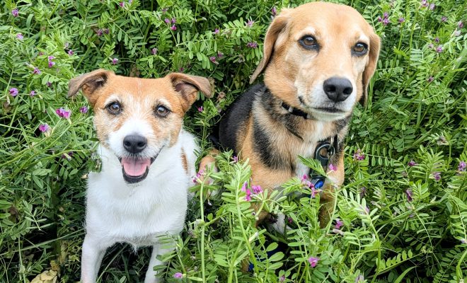 ペットと快適に暮らすリフォームアイデア