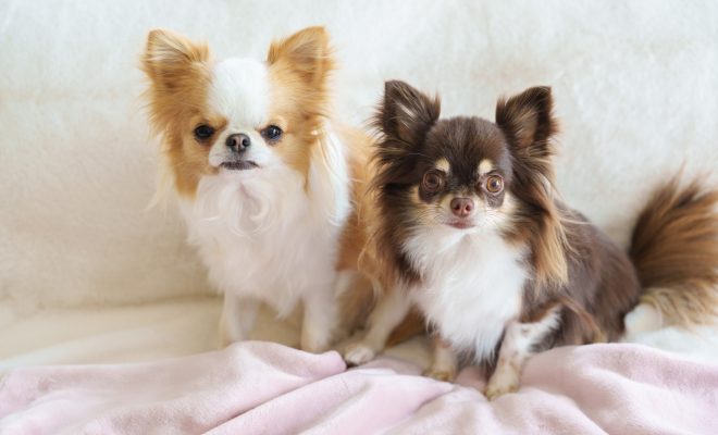 🐾 ペットも飼い主も幸せ！猫・犬と暮らすリフォームの工夫